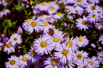 Aster gawędka ,Aster amellus © Marcin Łazarczyk