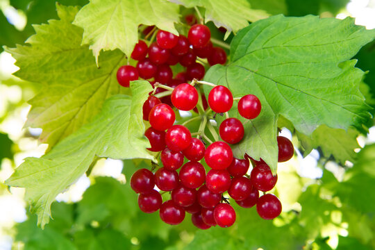 Fruits of viburnum opulus on the branch of the viburnum bush. Red natural viburnum berries