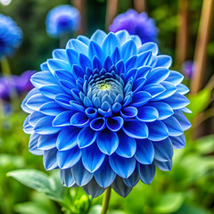 blue flower in the garden