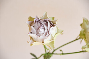 ラピスヴェール