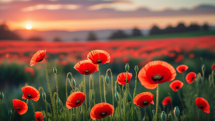 Fototapeta premium field of poppies and sky, 8k image