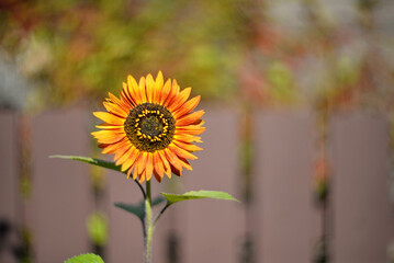 Flowering decorative sunflower in garden