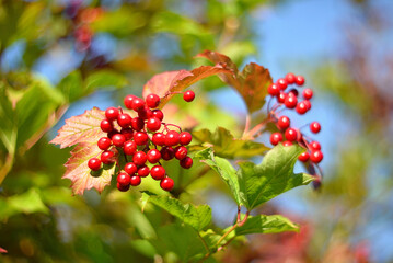 Red rowan berries on a branch in autumn