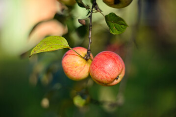 Red ripe apples on a branch in the garden