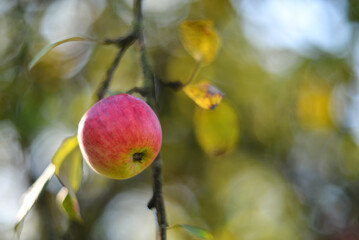 Red ripe apples on a branch in the garden