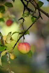 Red ripe apples on a branch in the garden