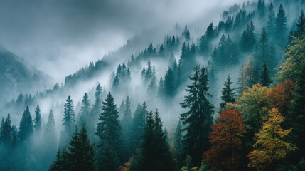 Obraz premium Misty forest landscape with evergreen trees ascending a mountain slope, displaying a serene and atmospheric natural scene shrouded in soft, dense fog and clouds.