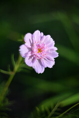 Obraz premium Pink wildflowers