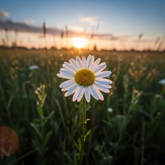 A single, dewy daisy stands tall in a field at sunrise, bathed in golden light.
