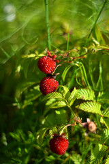 Tibetan raspberries on a bush