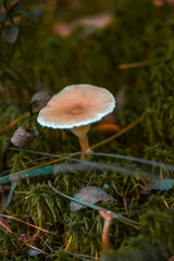 Mushrooms in the forest