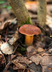 Mushrooms in the forest