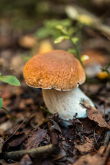 White mushroom in the forest