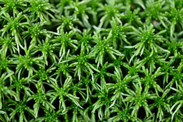 Green moss texture. Nature background