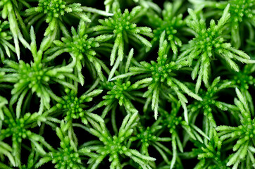 Green moss texture. Nature background