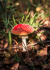 Fly agaric in the forest. Poisonous mushroom with a red cap with white dots