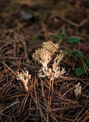 Mushrooms in the forest
