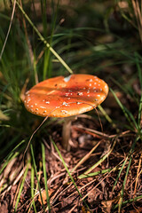 Fly agaric in the forest. Poisonous mushroom with a red cap with white dots