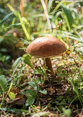 Mushrooms in the forest