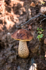 This Image uses a Photoshop Action created by PhotoStockSecrets