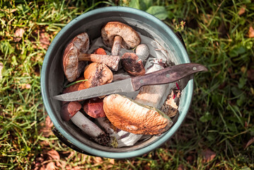 Basket of porcini mushrooms in the forest