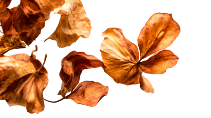Close up of dried orange flower petals against a black background