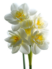 Obraz premium Cluster of white and yellow narcissus flowers on black background