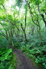 dense spring forest and fine path