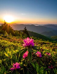 Sunrise over mountain range, vibrant pink flowers in foreground