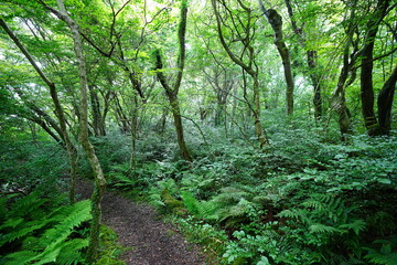 dense spring forest and fine path