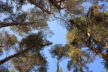 Low‑angle view of tall pine trees beneath a vivid blue sky