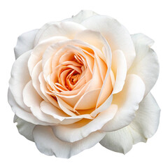 Obraz premium White rose with peach center isolated on transparent background 