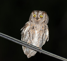 Eurasian scops owl, Otus scops. Night, a bird sits on power lines