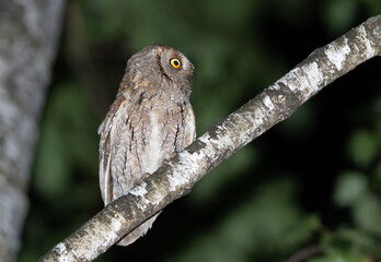Eurasian scops owl, Otus scops. Night, a bird sits on a branch looking toward
