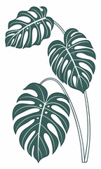 Stylized Monstera Deliciosa Leaves with Distinctive Fenestrations and Graphic Design