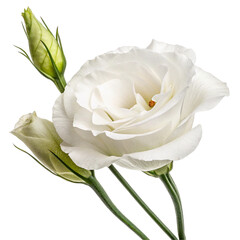 White lisianthus flower isolated on transparent background  
