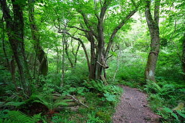spring path through old wild forest
