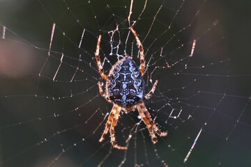 Close up of garden spider in spiderweb with dew drops.