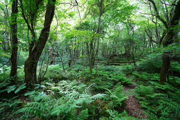 dense primeval forest with ferns and old trees