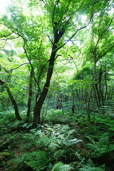 dense primeval forest with ferns and old trees