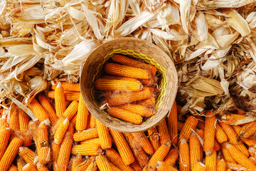 Freshly harvested corn cobs in a traditional woven basket with dried husks and stacked corn background, symbolizing organic farming, rural agriculture, and natural food production.