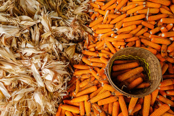 Freshly harvested corn cobs in a traditional woven basket with dried husks and stacked corn background, symbolizing organic farming, rural agriculture, and natural food production.