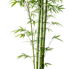 Bamboo isolated on transparent background  
