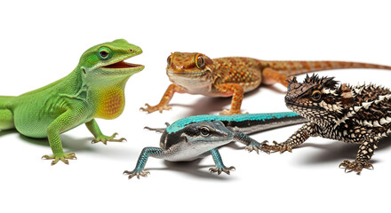 Fototapeta premium A group of four different lizards isolated on white background, including a green anole, a bearded dragon, a bluetailed gecko, and a chameleon