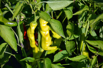 Peppers in the garden. Fresh peppers on a bush in the garden. Eco vegetables