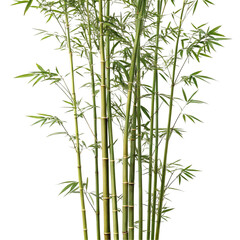 Obraz premium Bamboo isolated on transparent background 