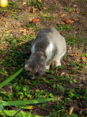 Curious Cat Sniffing Fallen Fruit in Garden