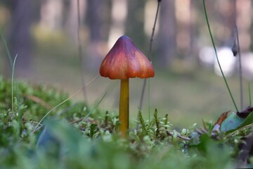 Colorful mushroom waxycap or conic waxcap (Hygrocybe conica) in forest