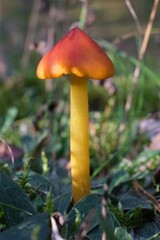 Colorful mushroom waxycap or conic waxcap (Hygrocybe conica) in forest