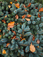 Autumn leaves in orange and brown scattered across vibrant evergreen conifer branches creating beautiful fall foliage texture pattern. Generative AI.